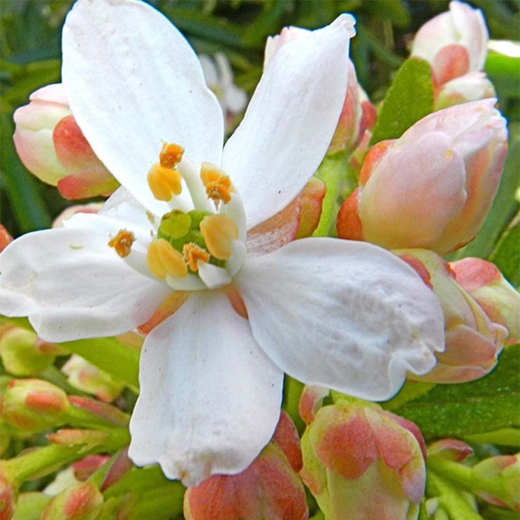 Choisya Aztec Pearl - Mexican Orange Blossom