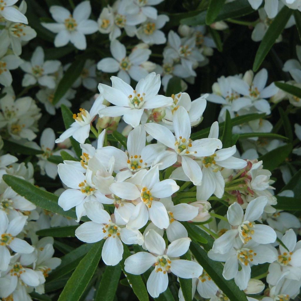 Choisya Aztec Pearl - Mexican Orange Blossom