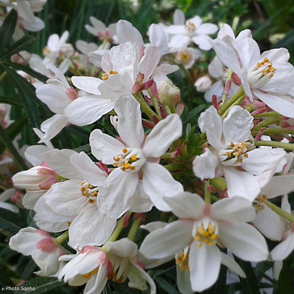 Choisya ternata Scented Gem - Mexican Orange Blossom