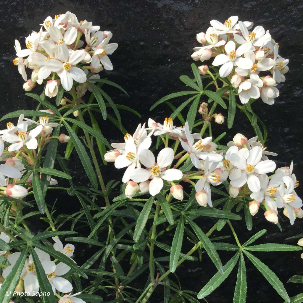 Choisya ternata Scented Gem - Mexican Orange Blossom