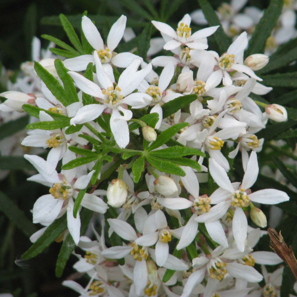 Choisya White Dazzler - Dwarf Mexican Orange