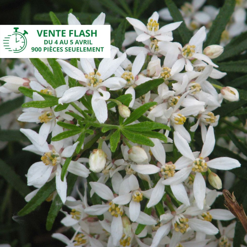 Choisya White Dazzler - Dwarf Mexican Orange