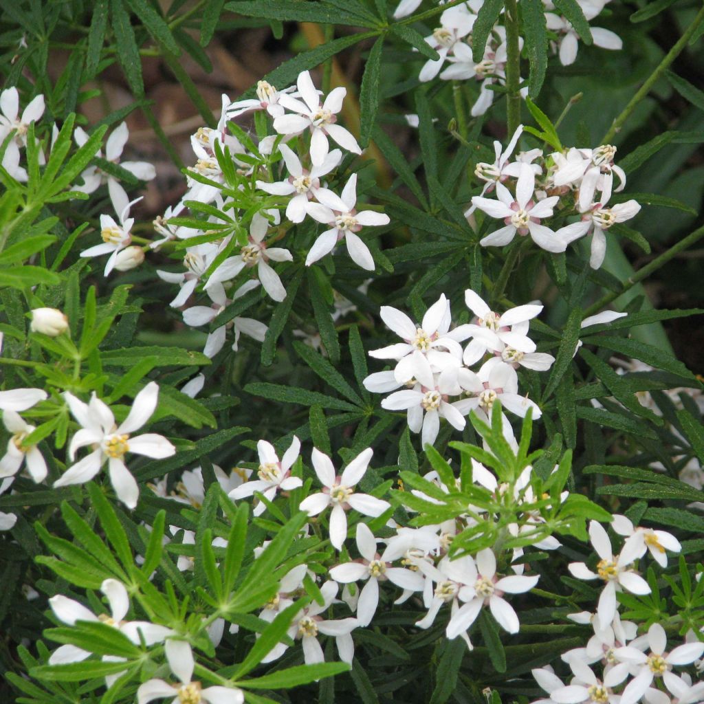 Choisya White Dazzler - Dwarf Mexican Orange