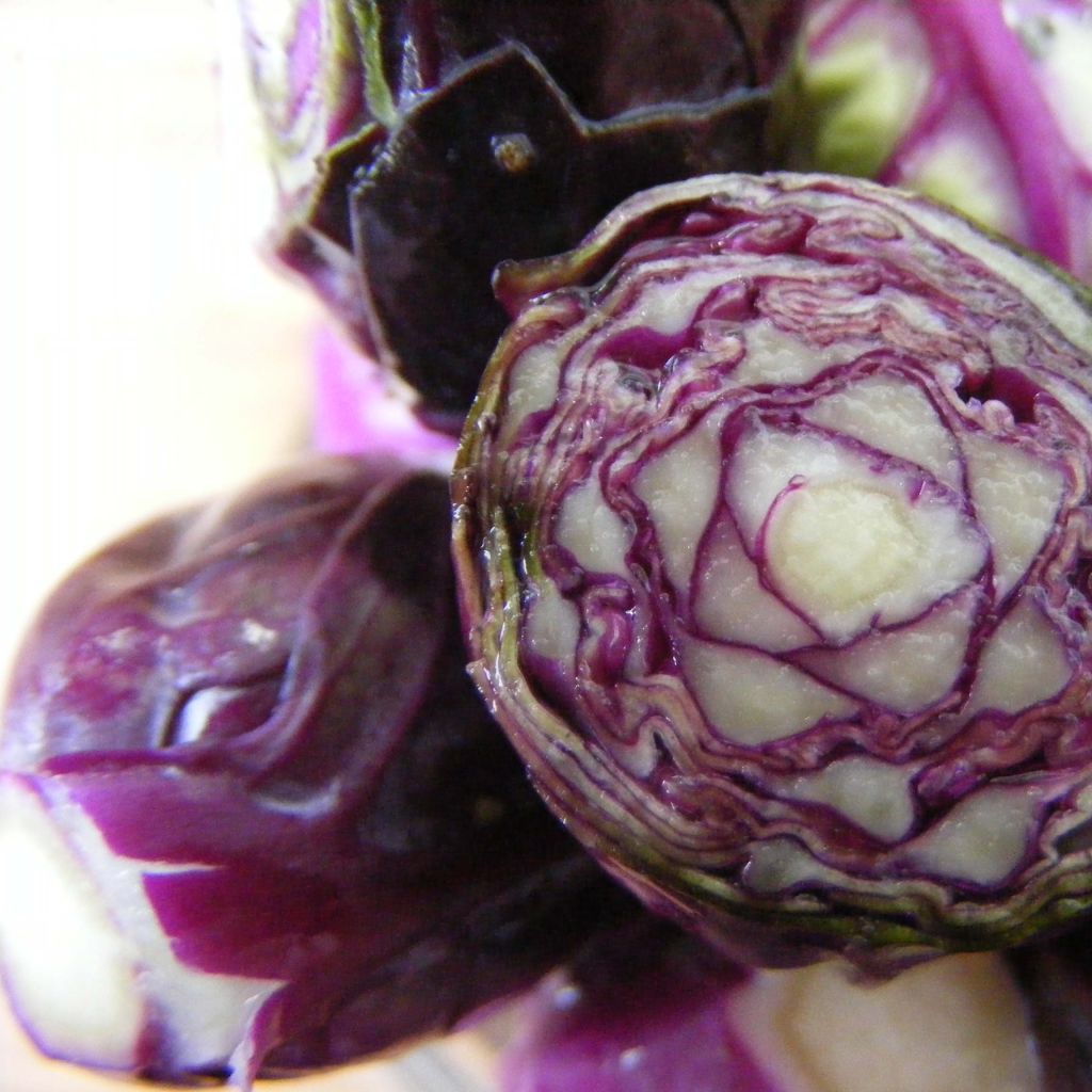 Brussels sprouts Red Rubine - Ferme de Sainte Marthe Seeds