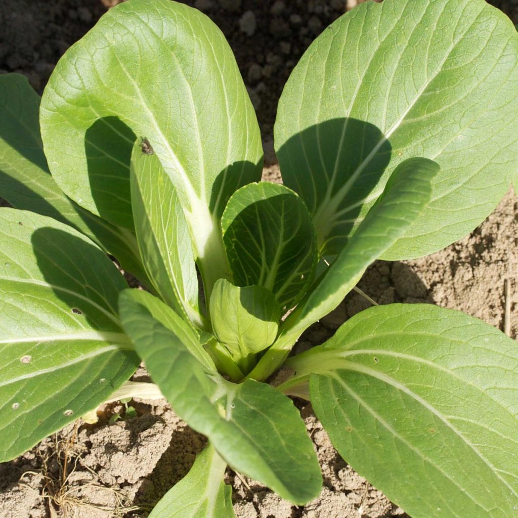 Chou de Chine Pak Choi Tai Sai Bio - Ferme de Sainte Marthe