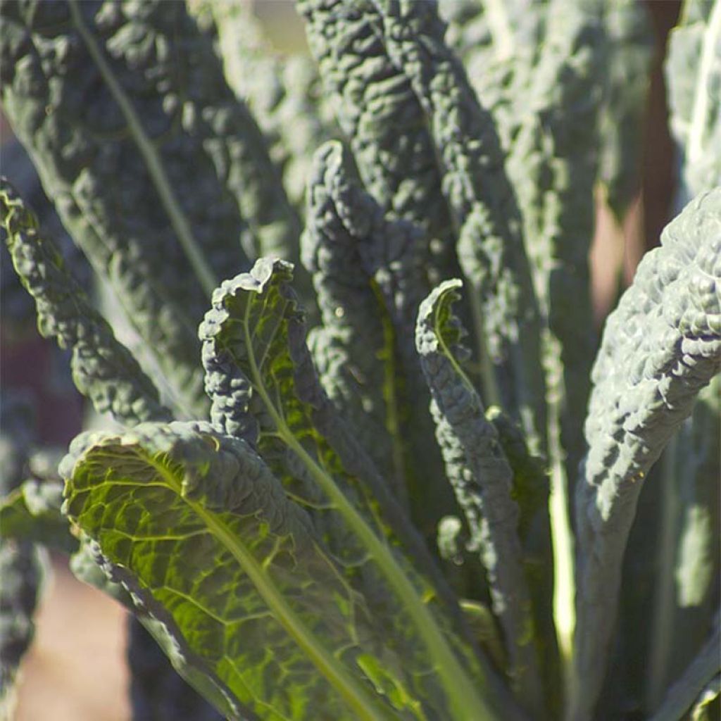 Tuscan Kale Nero di Toscana - Lacinato kale