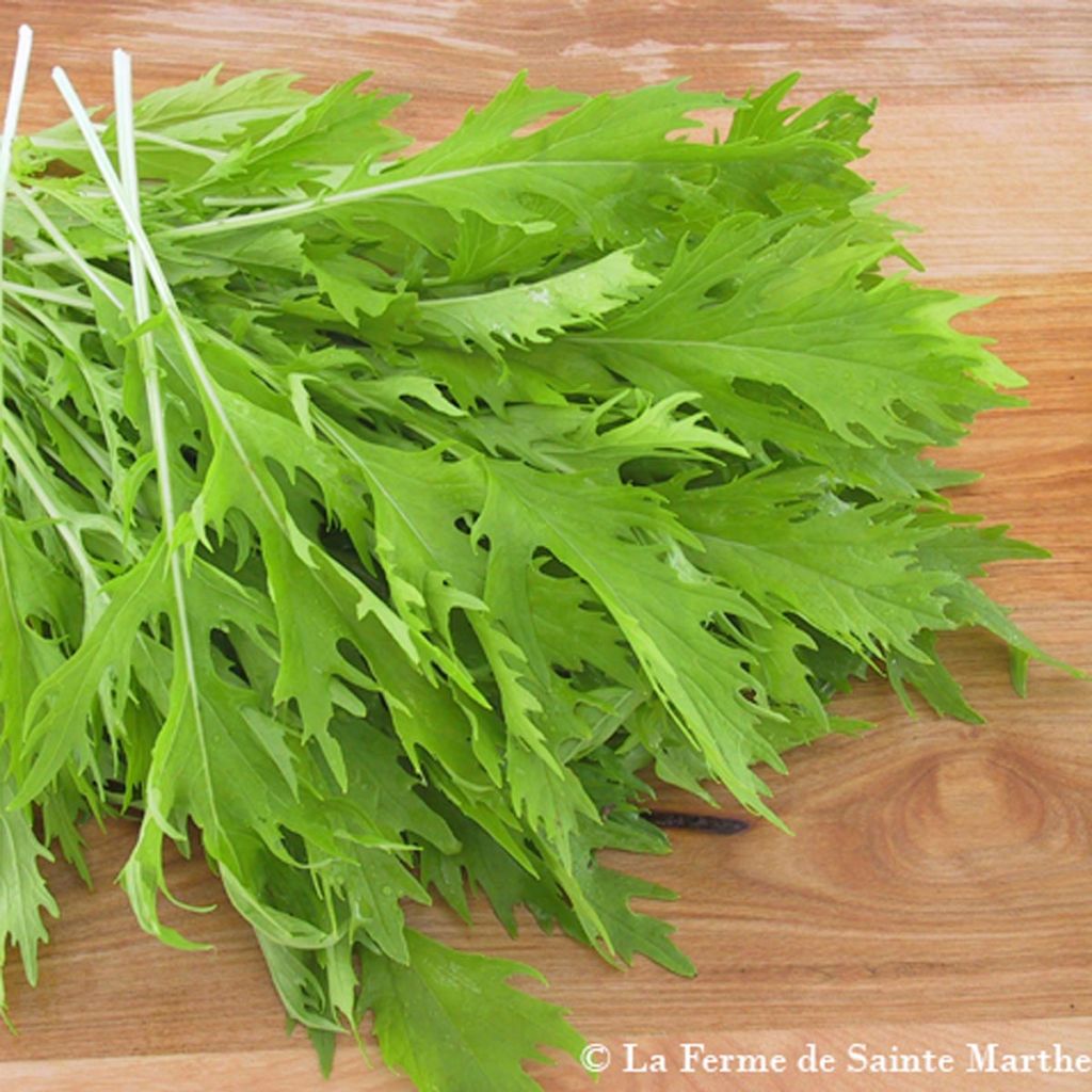 Mizuna Cabbage - Ferme de Sainte Marthe Seeds