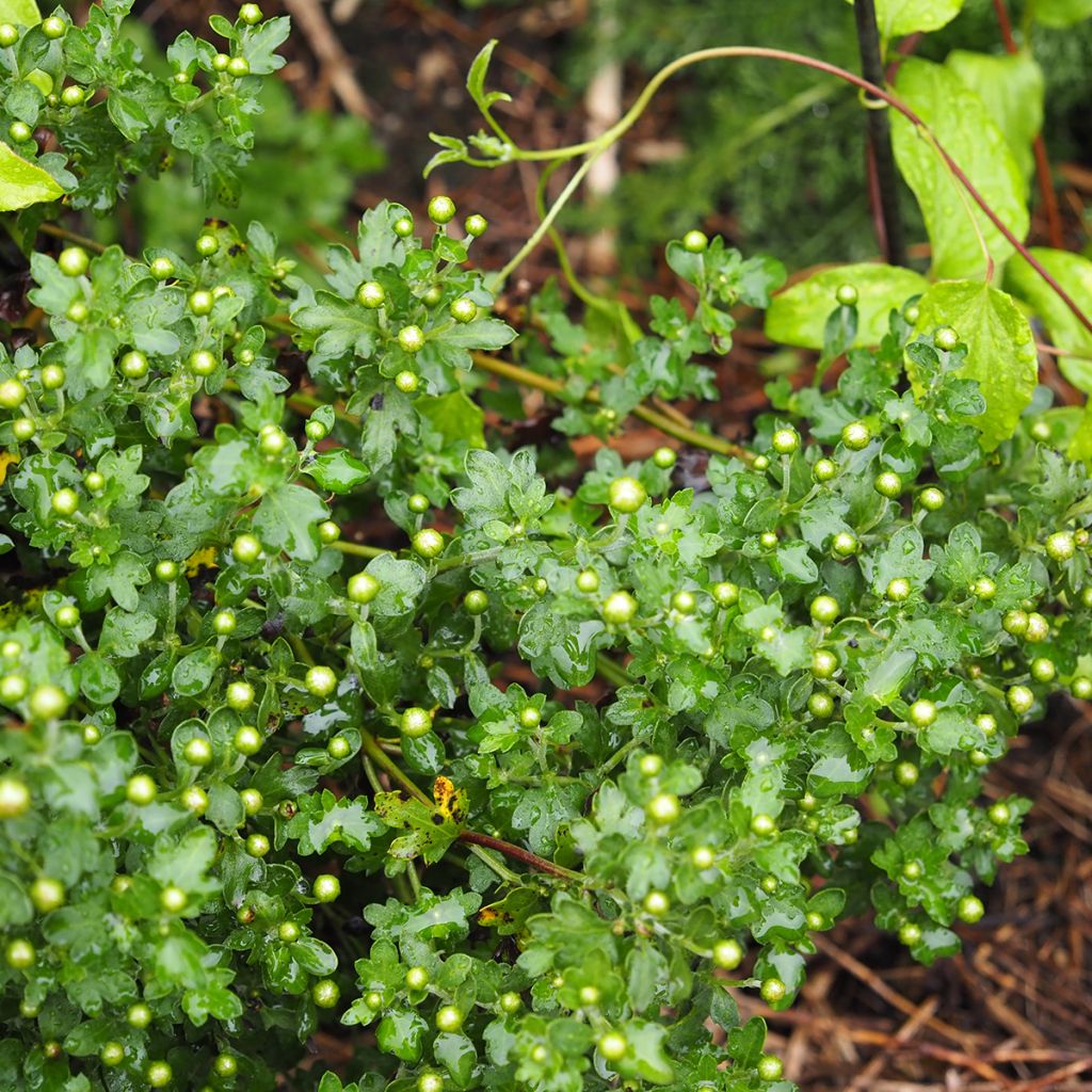 Chrysanthemum indicum Mei Kyo