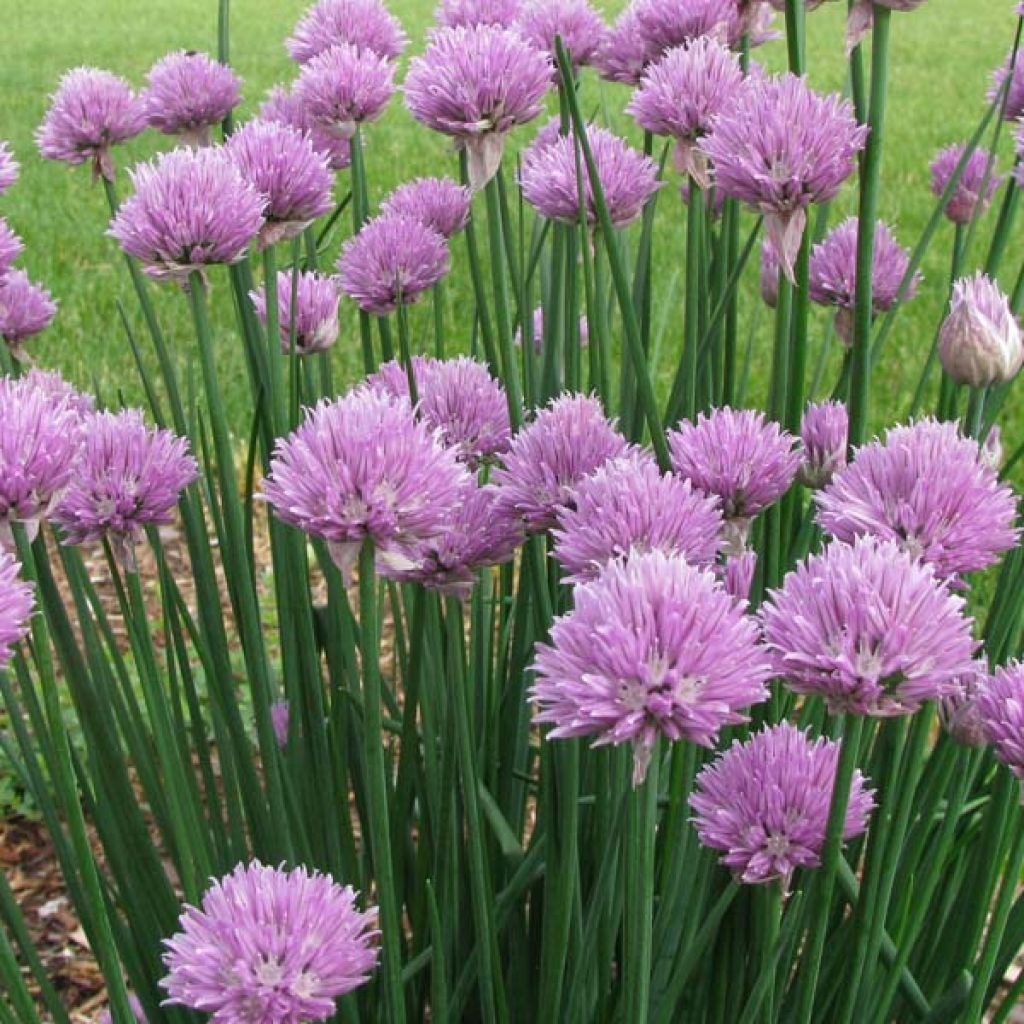 Chives - Allium schoenoprasum