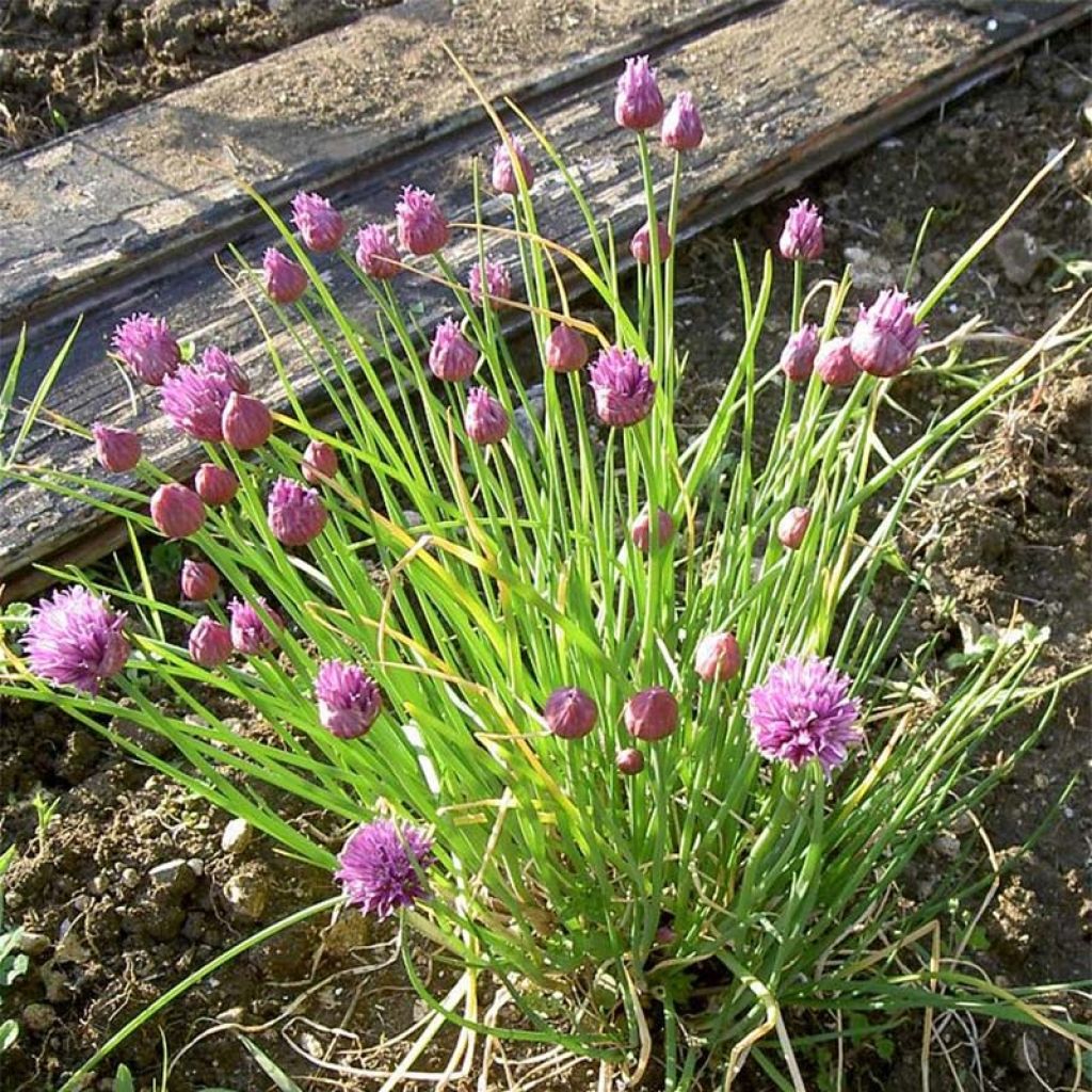 Organic Chives plants - Allium schoenoprasum