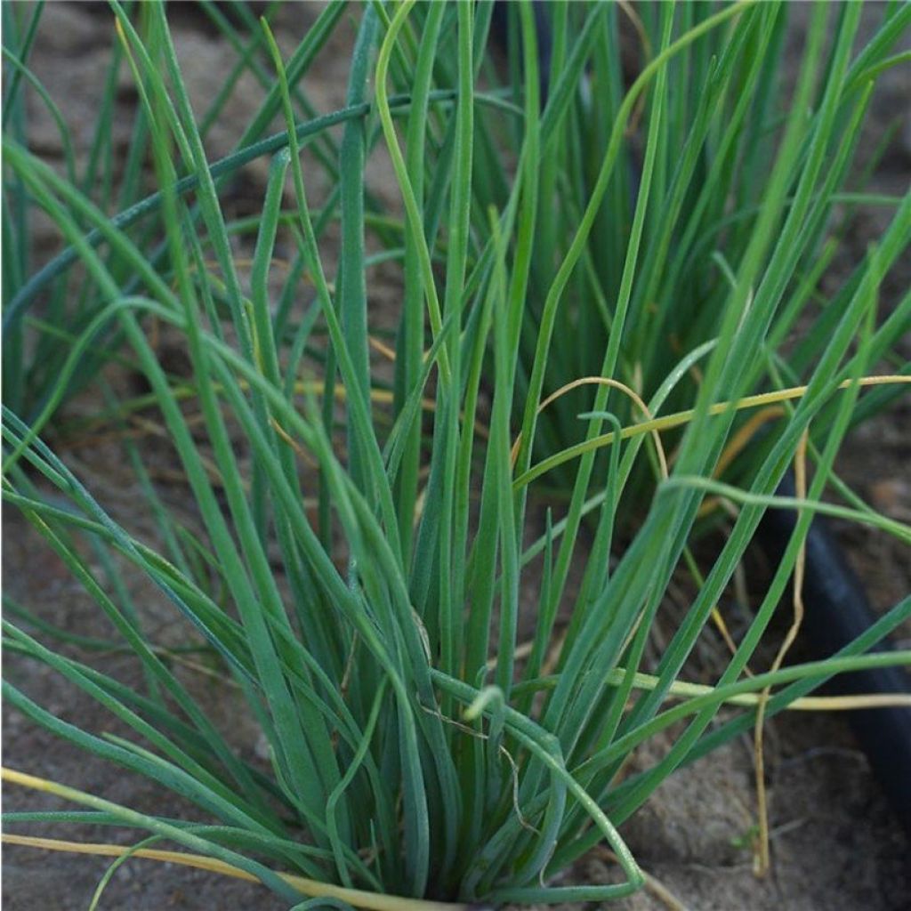 Polyvert Bio Chives in mini-plugs - Allium schoenoprasum