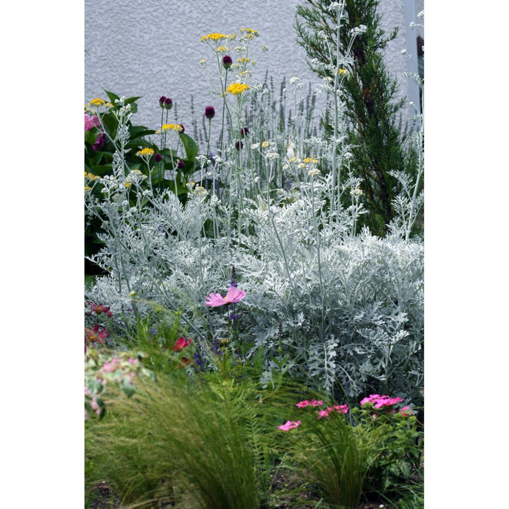 cineraria Senecio Silver Dust