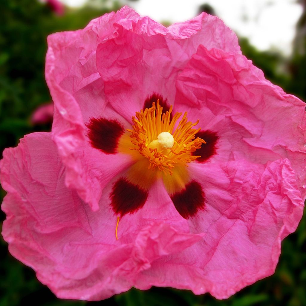 Cistus (x) purpureus  