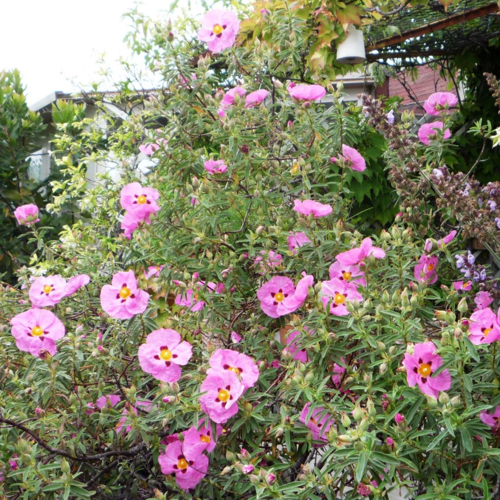 Cistus x purpureus - Rockrose