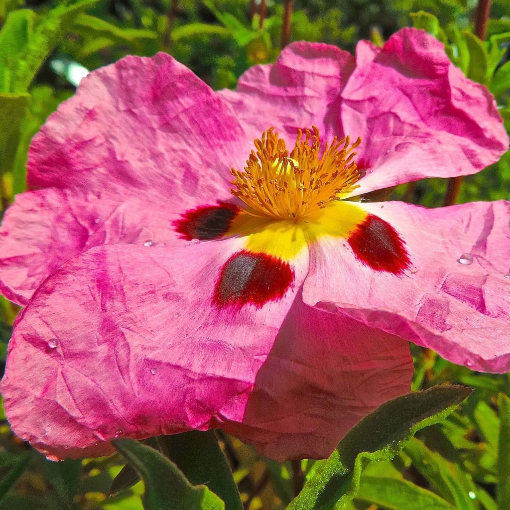 Cistus x purpureus - Rockrose