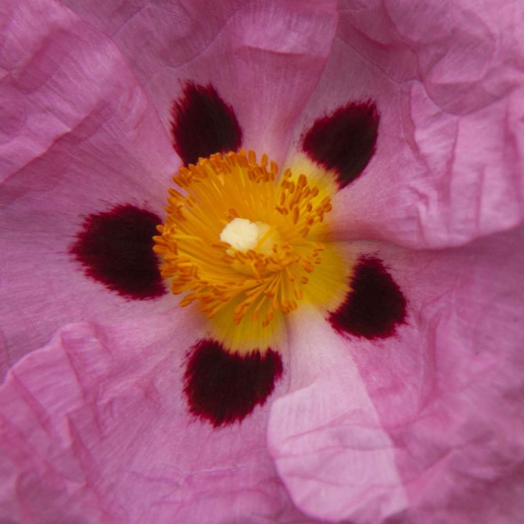 Cistus x purpureus - Rockrose