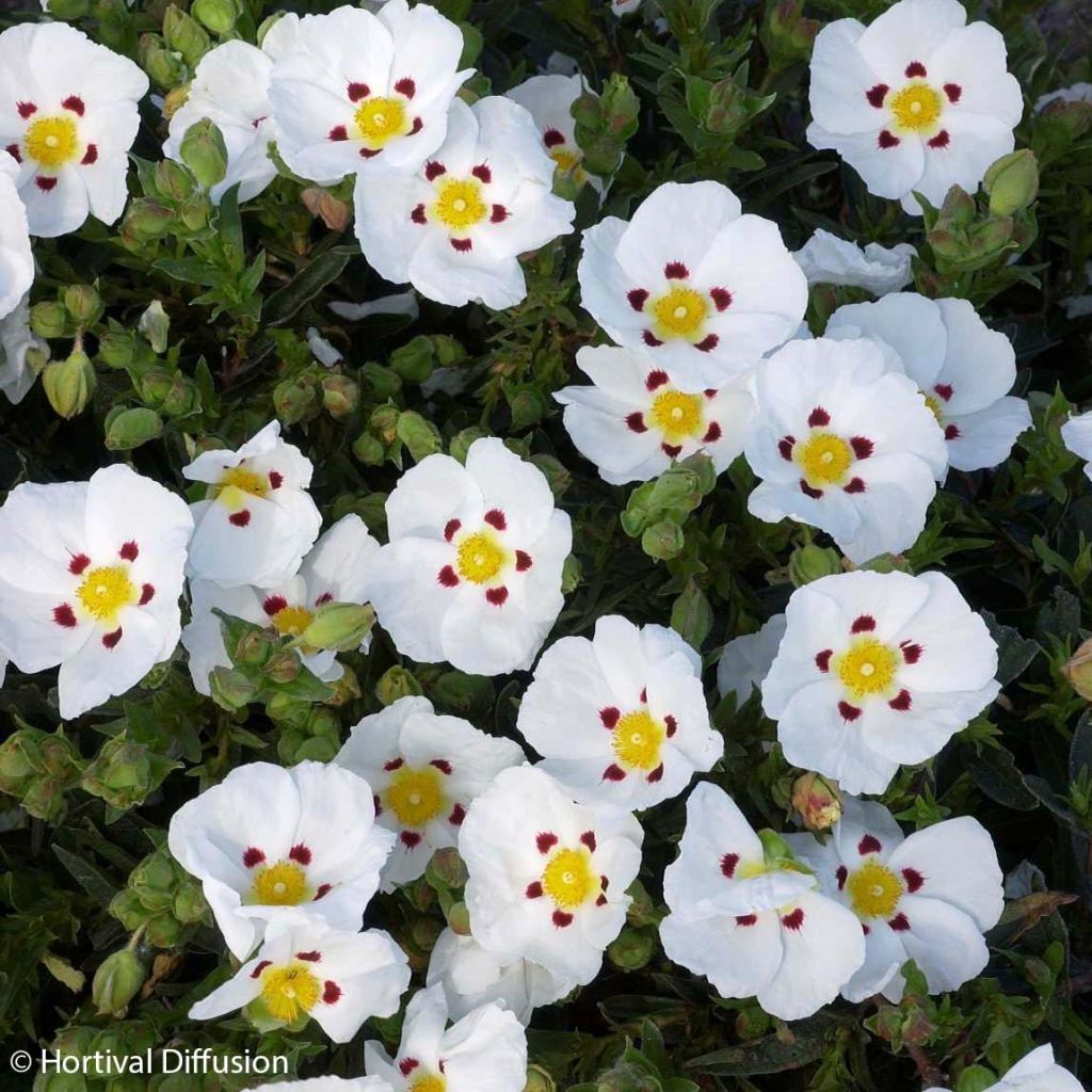 Cistus lusitanicus Decumbens - Rockrose