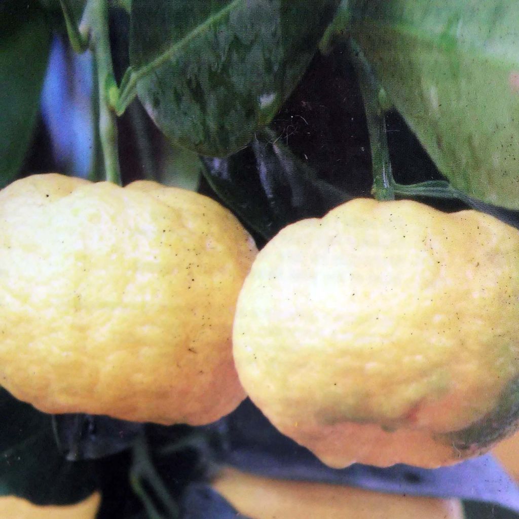 Citrus limetta Pursha - Sweet Lemon