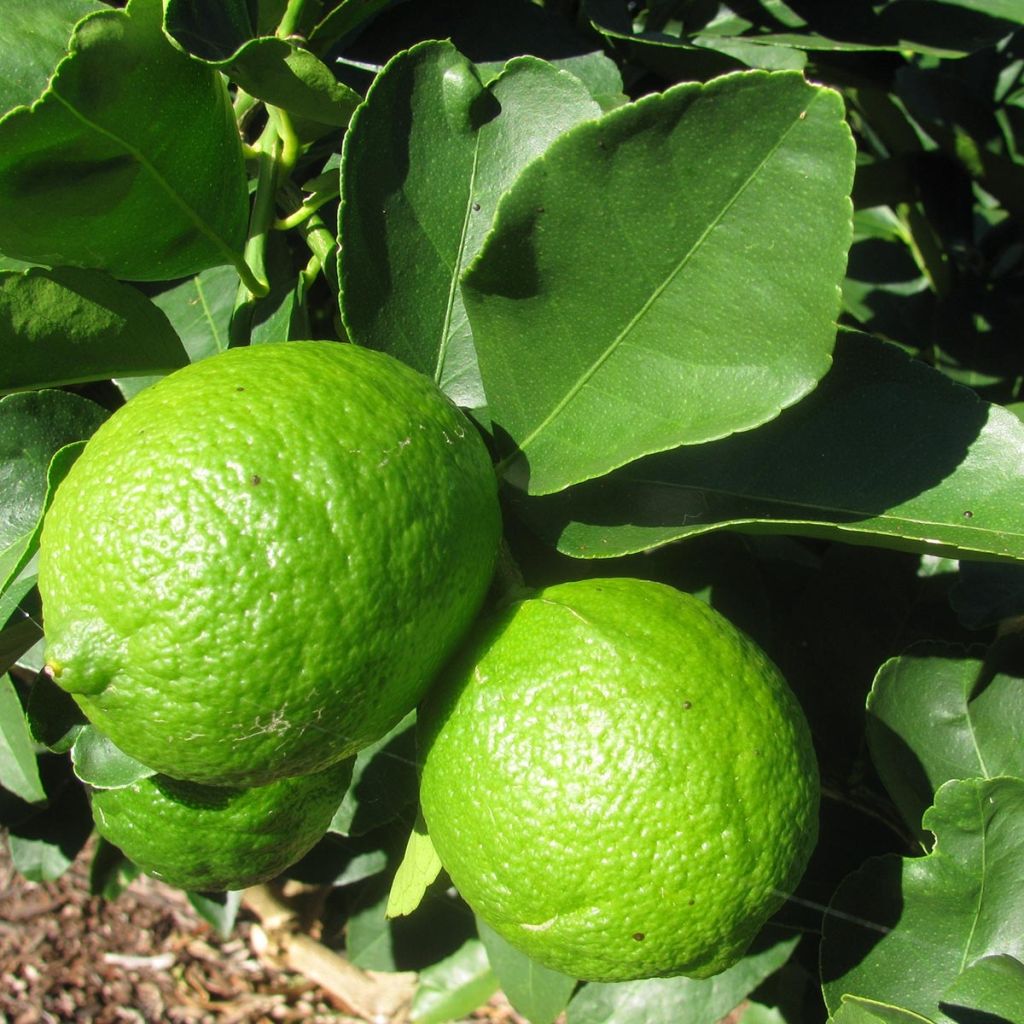 Grand Citron vert - Citrus latifolia 