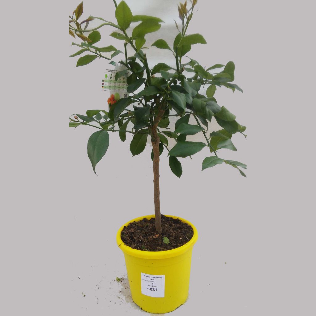 Citrus limon Cerza - Lemon Tree