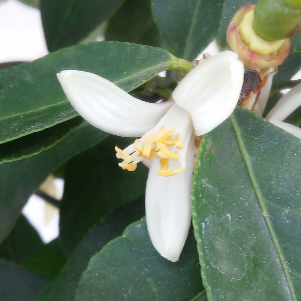 Citrus limon Femminello Incappucciato - Lemon Tree