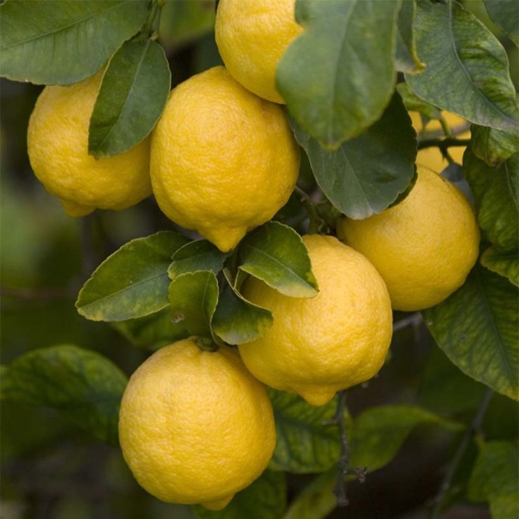 Citrus limon Femminello Siracusano - Lemon Tree