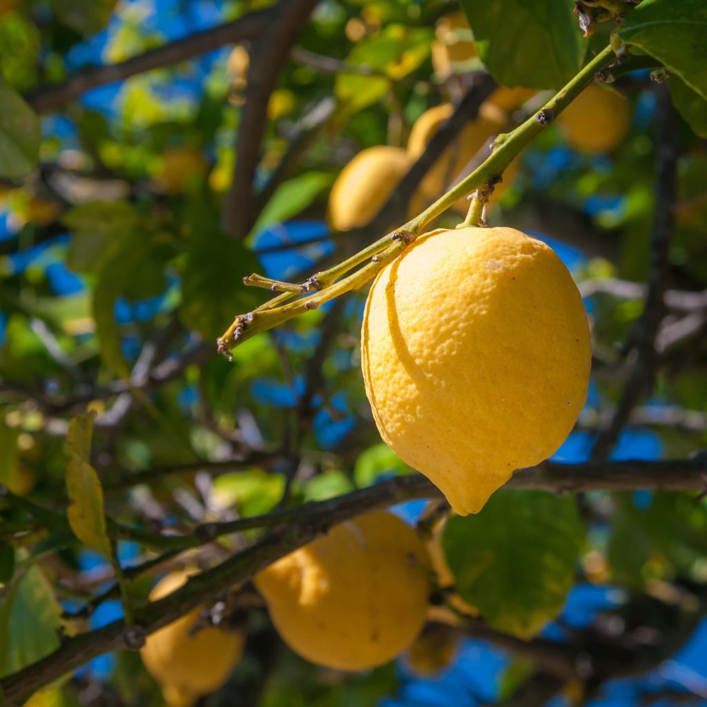 Citrus limon Femminello Siracusano - Lemon Tree