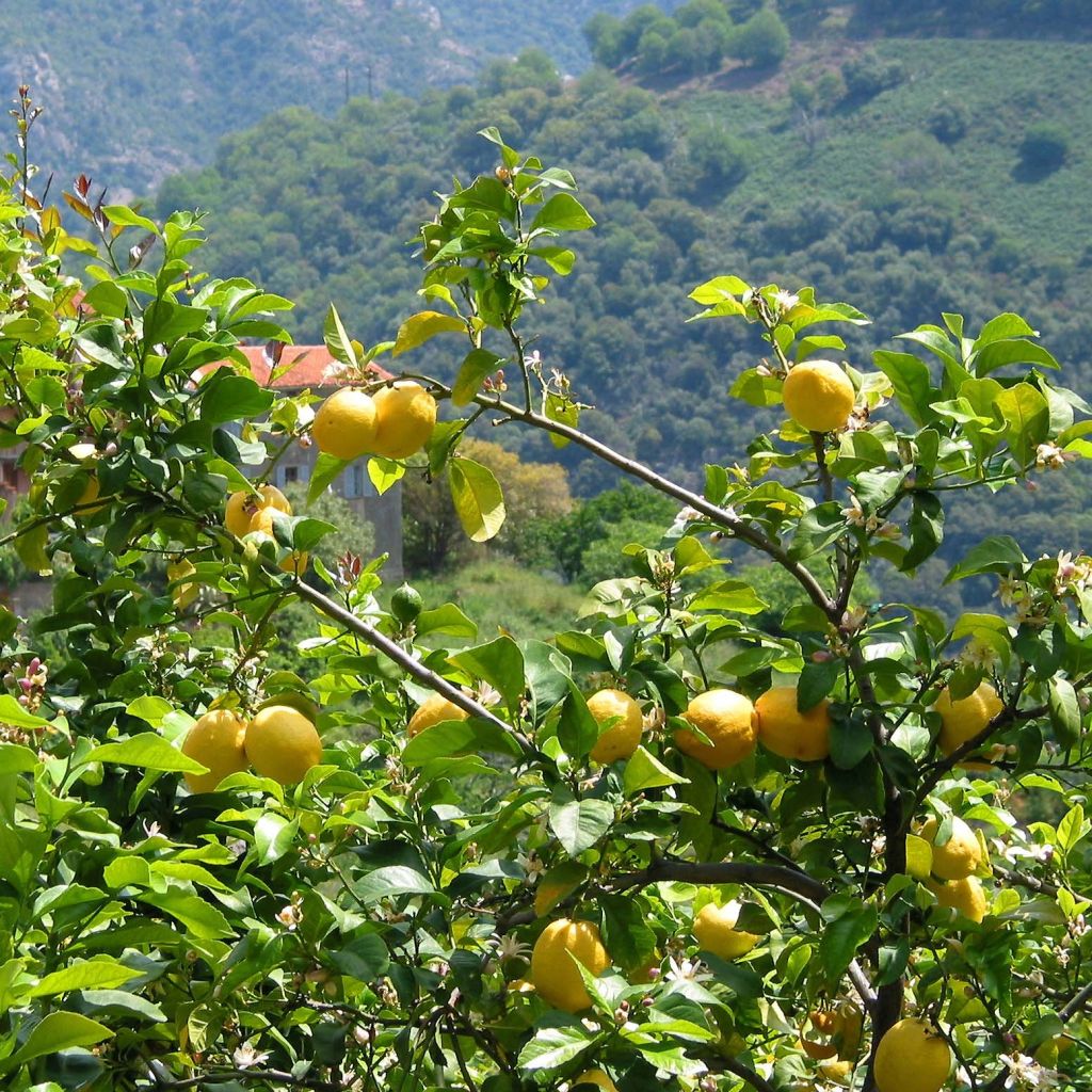 Citrus limon Lemox - Lemon Tree