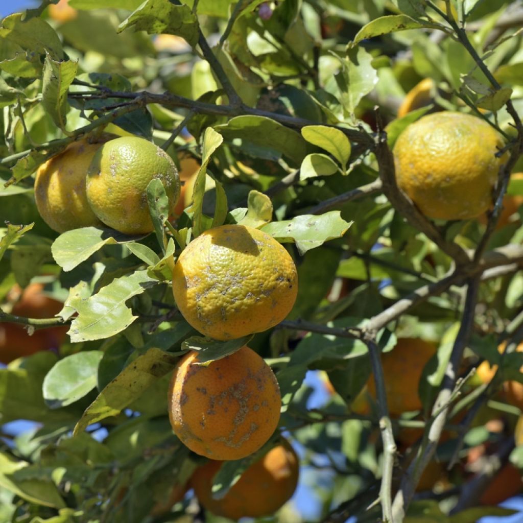 Citrus Volkameriana - Bitter Lemon