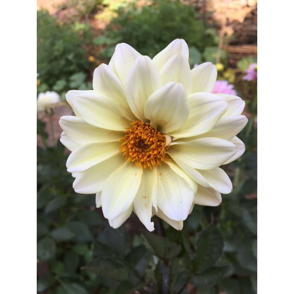 Dahlia Classic Swanlake