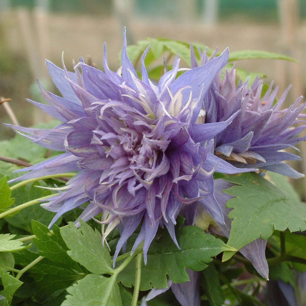 Clematis atragene alpina Ocean Pearl