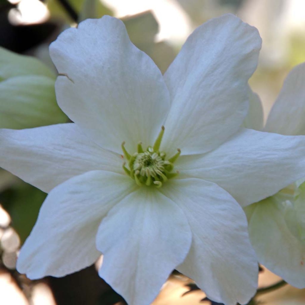 Clematis x indivisa Avalanche