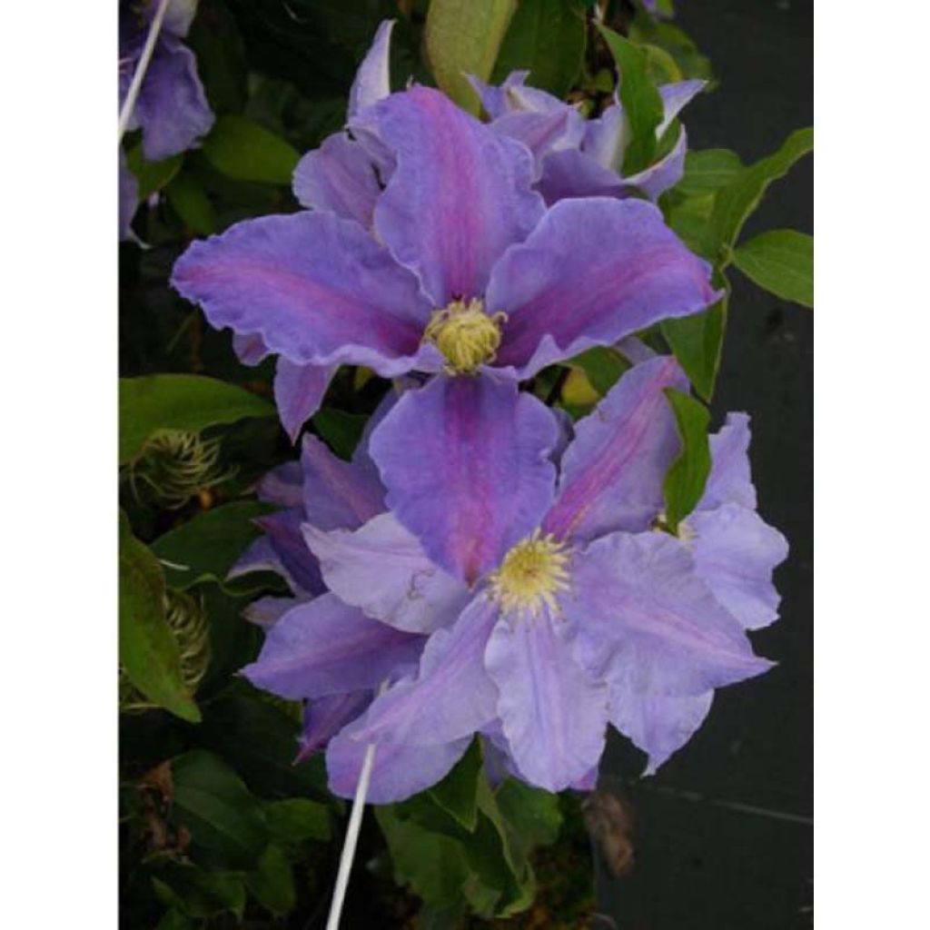 Clematis  Beata