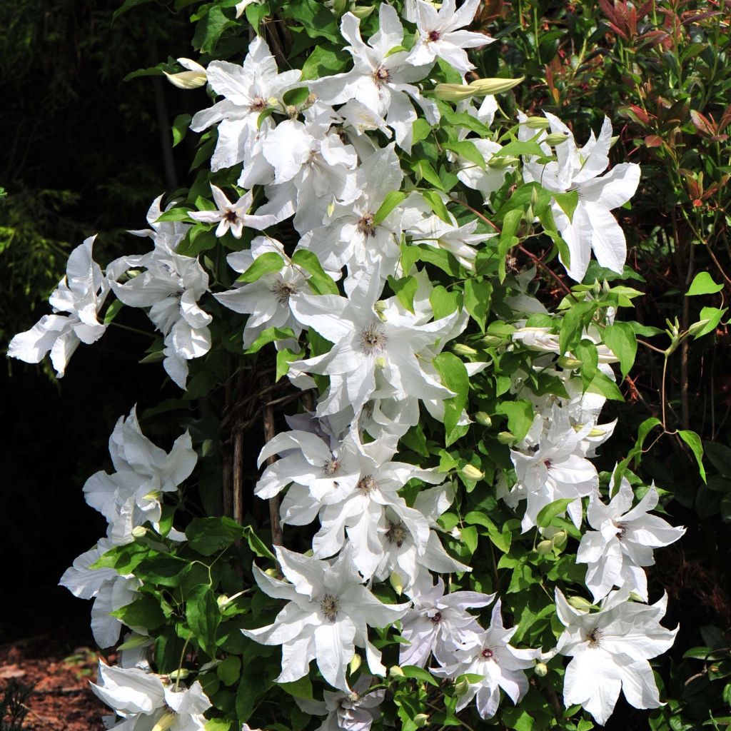 Clematis x patens Beautiful Bride - Early Large-flowered Clematis