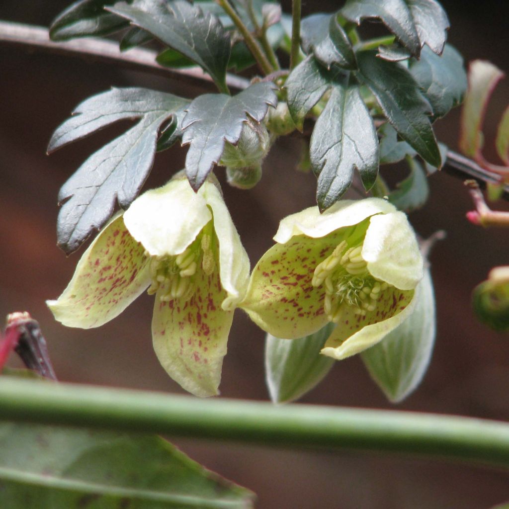 Clematis cirrhosa var. balearica