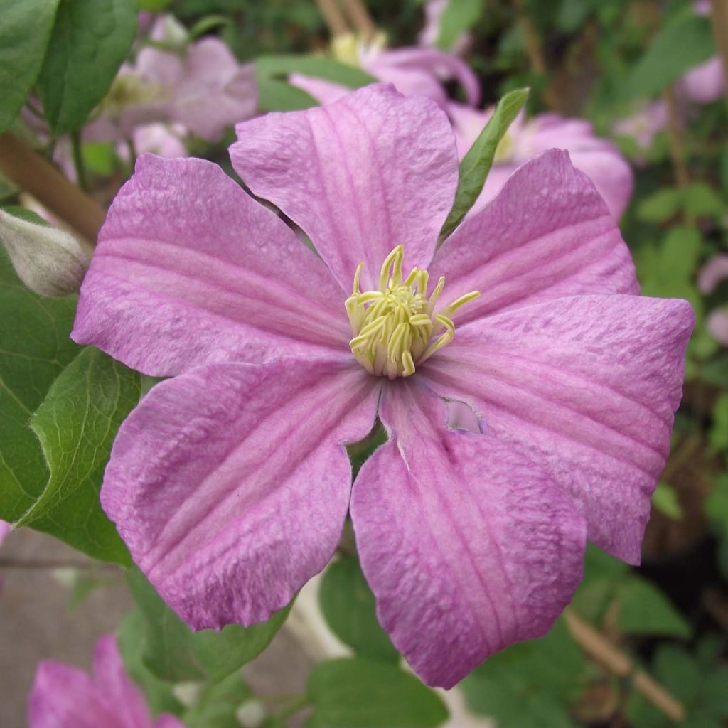 Clematis patens Comtesse de Bouchaud