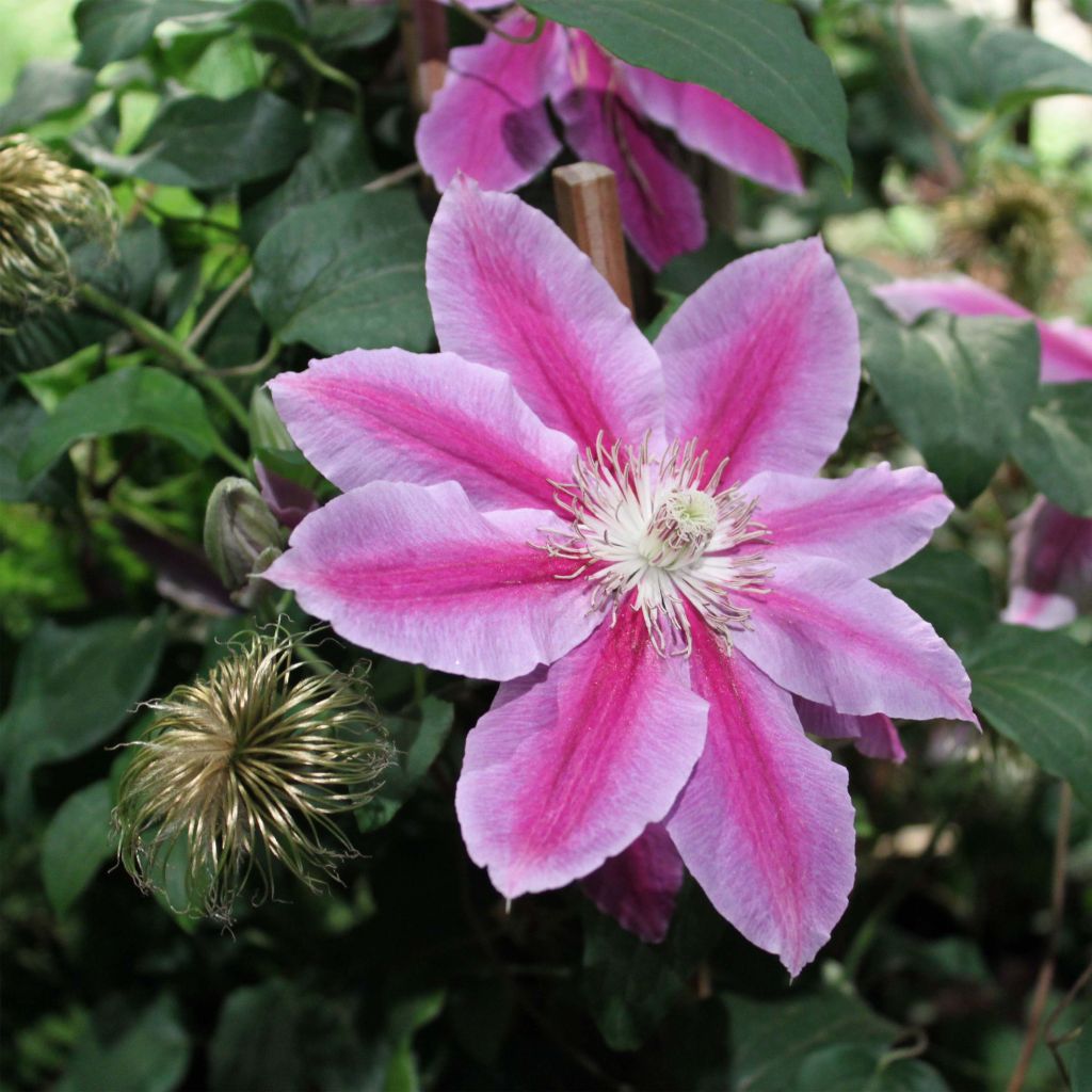 Clematis patens Doctor Ruppel