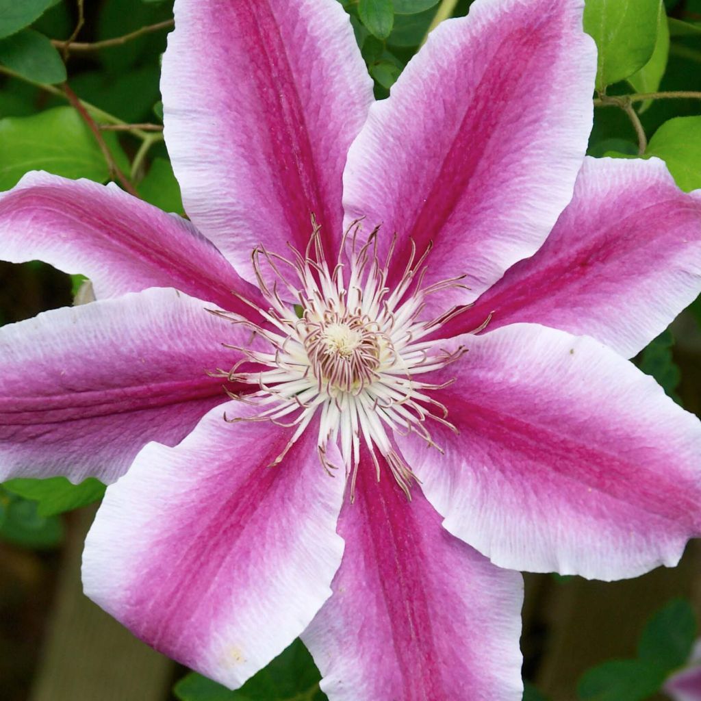 Clematis patens Doctor Ruppel