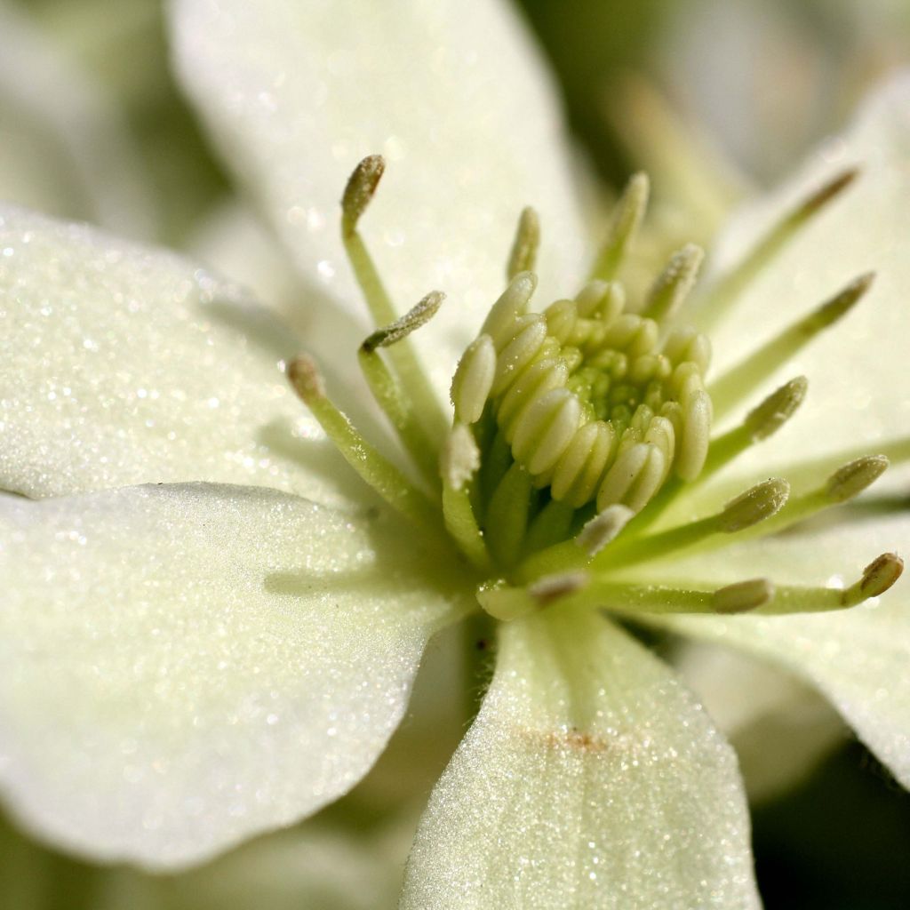 Clematis x indivisa Emerald Dream®