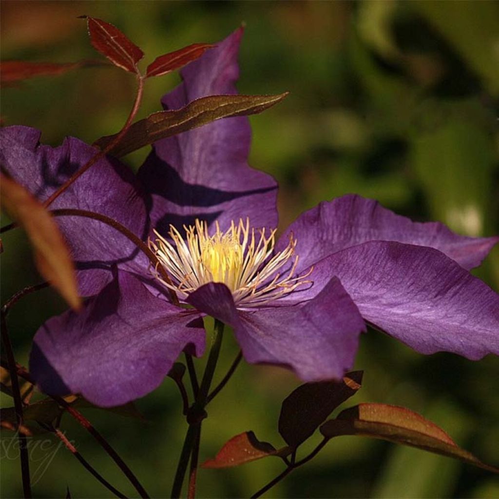 Clematis Gipsy Queen