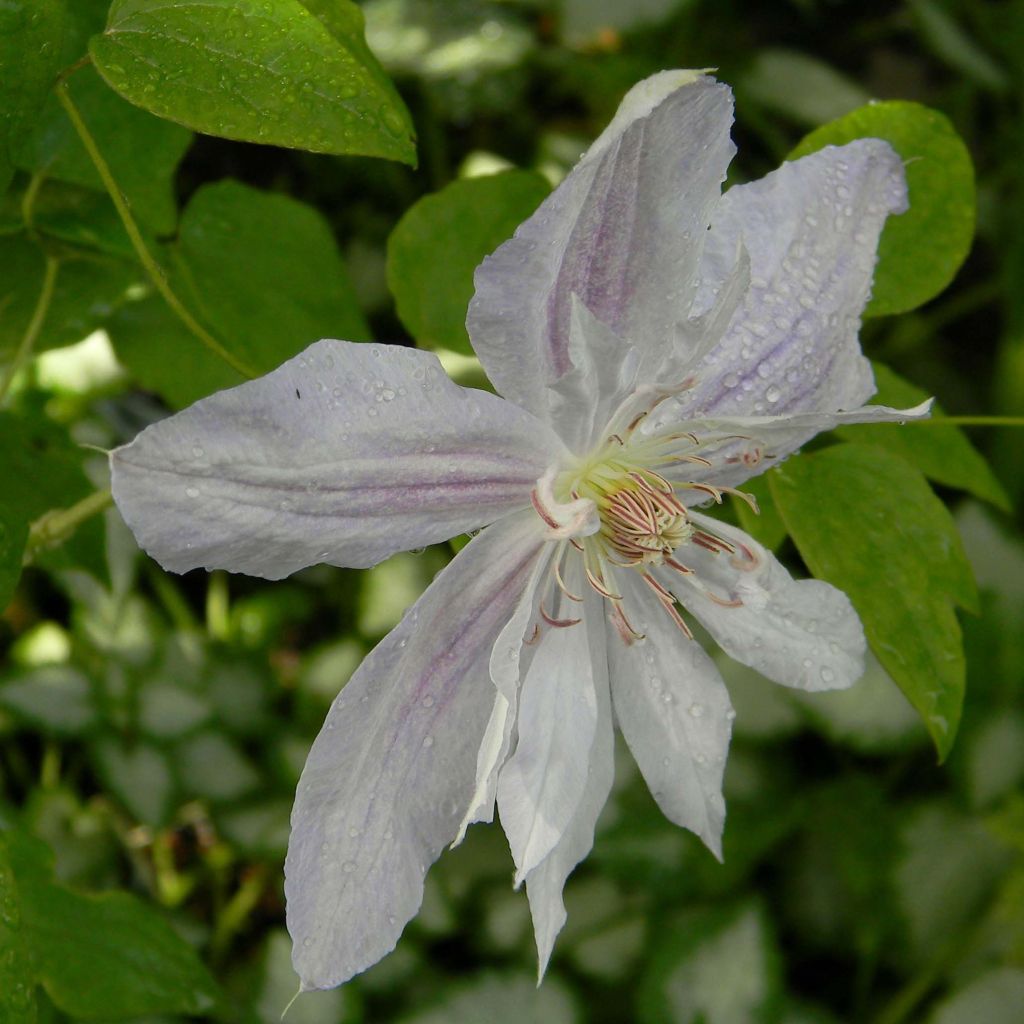 Clematis jackmanii Alba