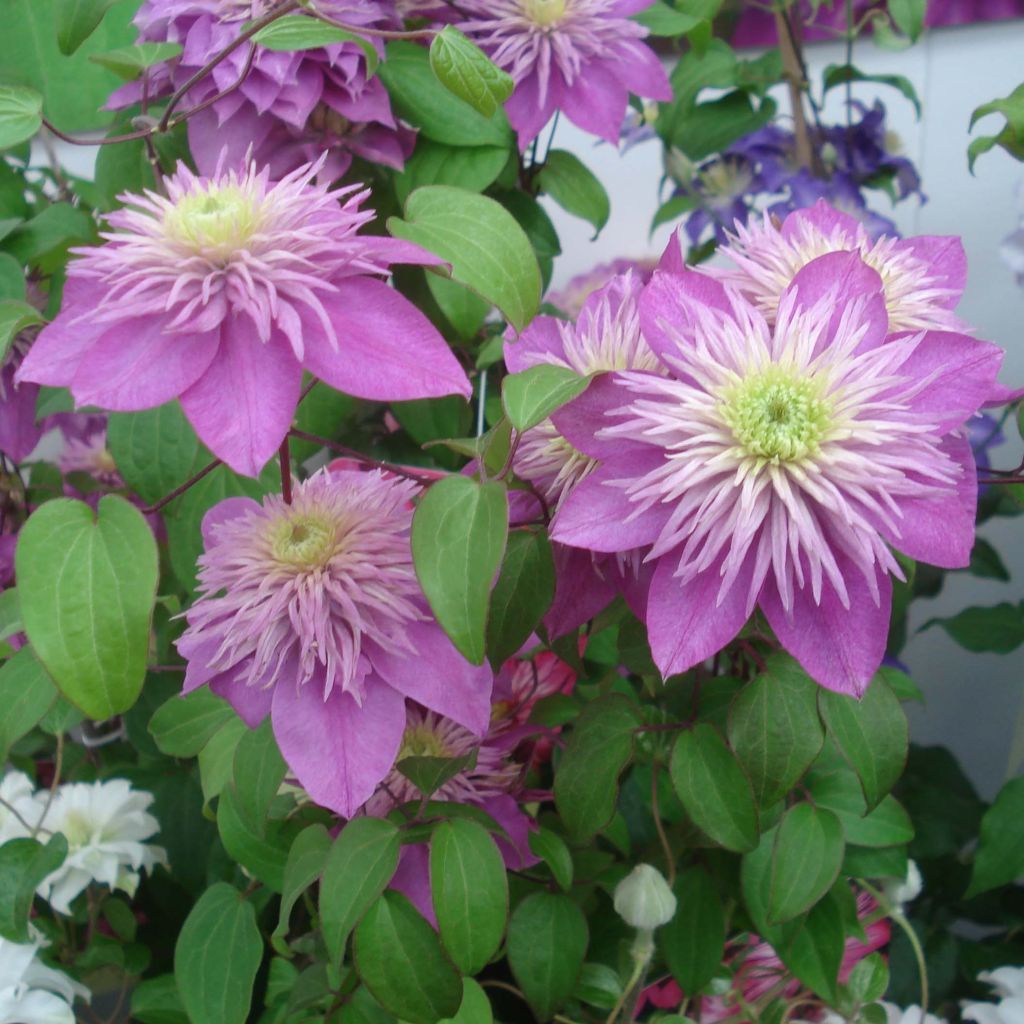 Clematis Kaiser