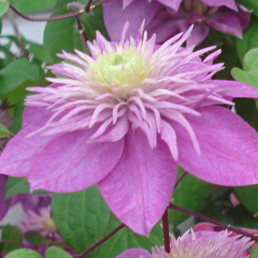 Clematis Kaiser