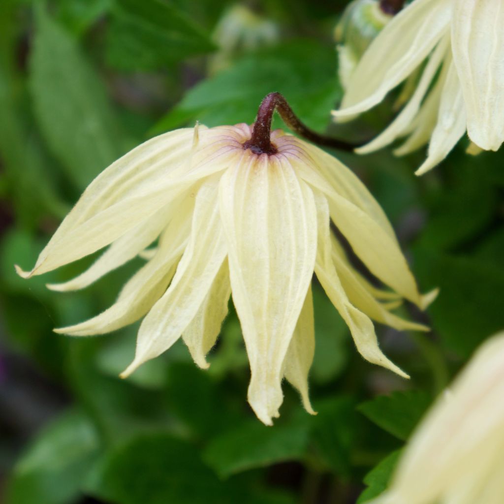 Clematis koreana Amber