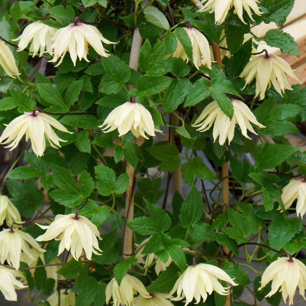 Clematis koreana Amber