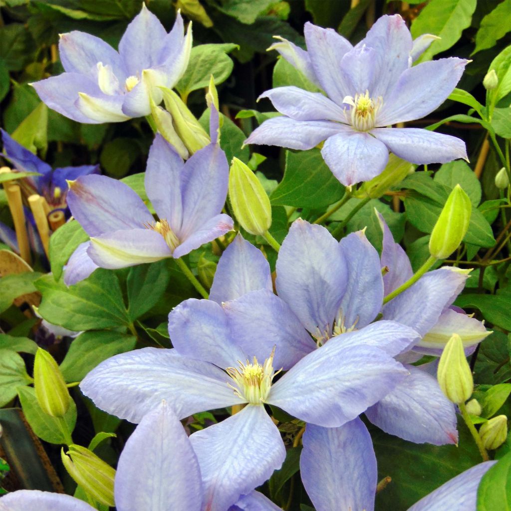 Clematis Mrs Cholmondeley