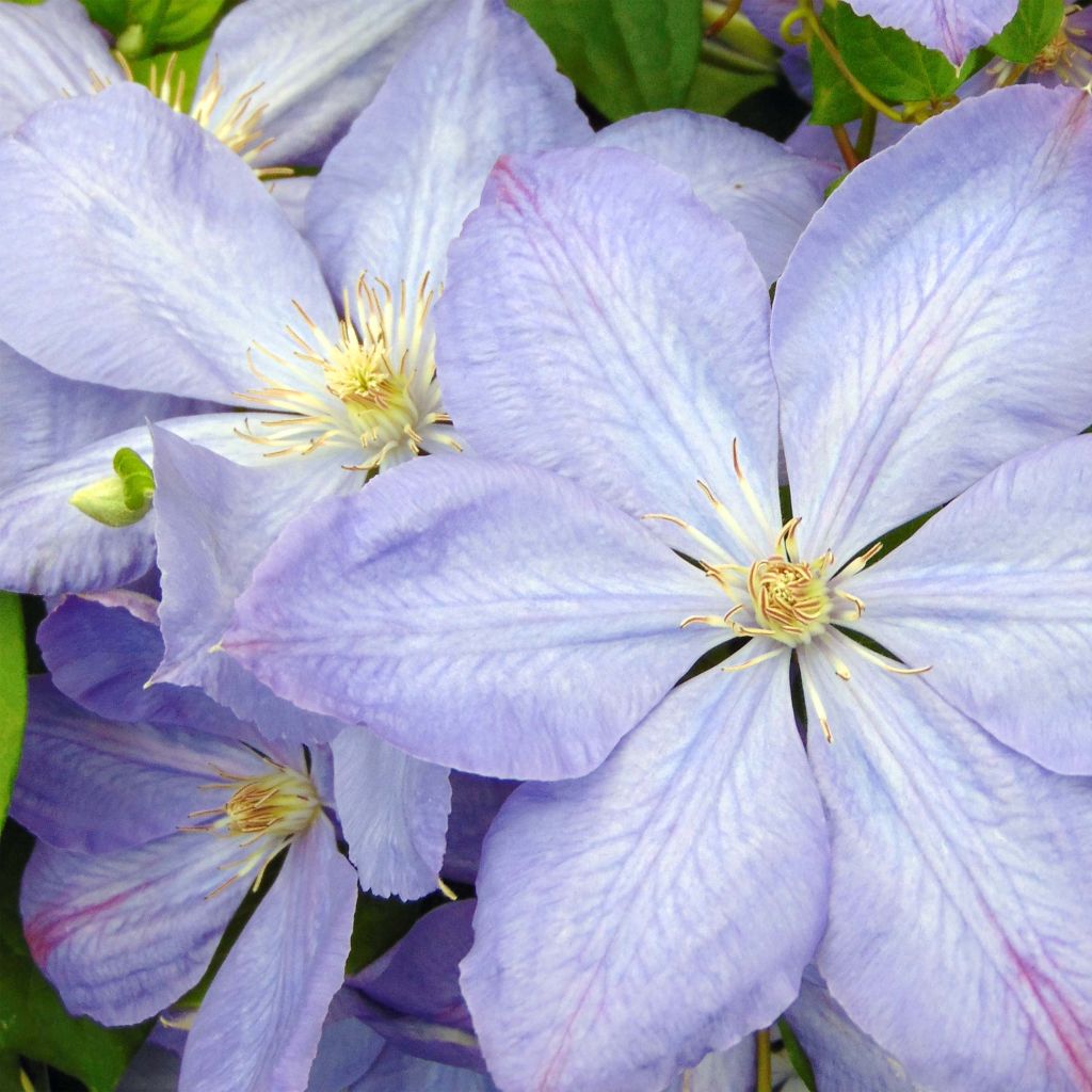 Clematis Mrs Cholmondeley