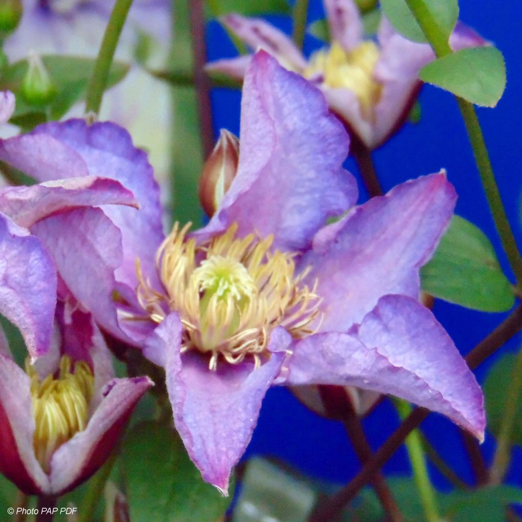 Clematis patens Exciting