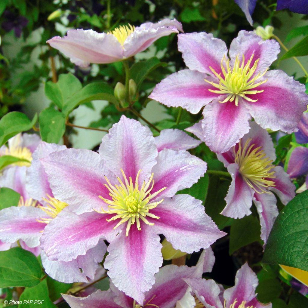 Clematis patens Piilu