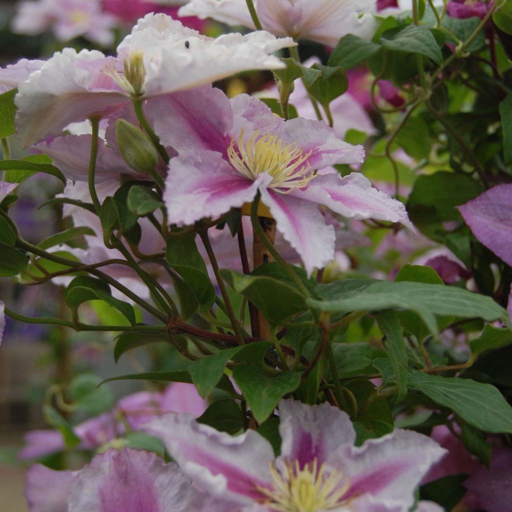 Clematis patens Piilu